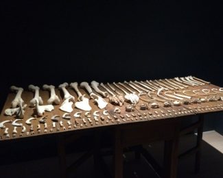 An Introduction to Forensics: Bones international student bloggers