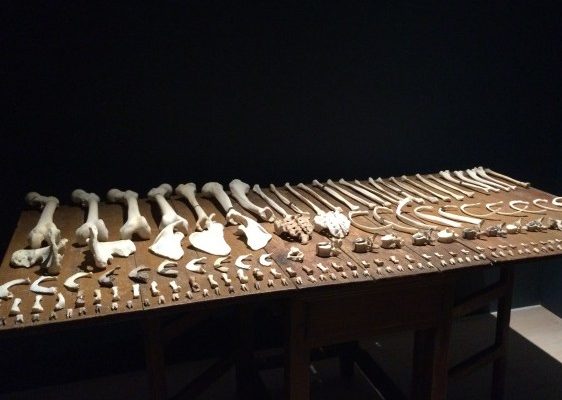 An Introduction to Forensics: Bones international student bloggers