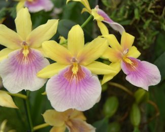Orchid Festival international student bloggers