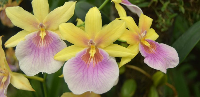Orchid Festival international student bloggers