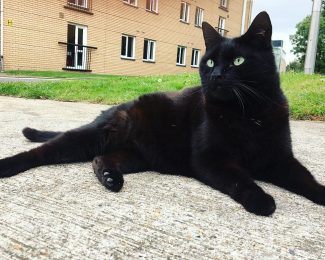 batman the cat international student bloggers
