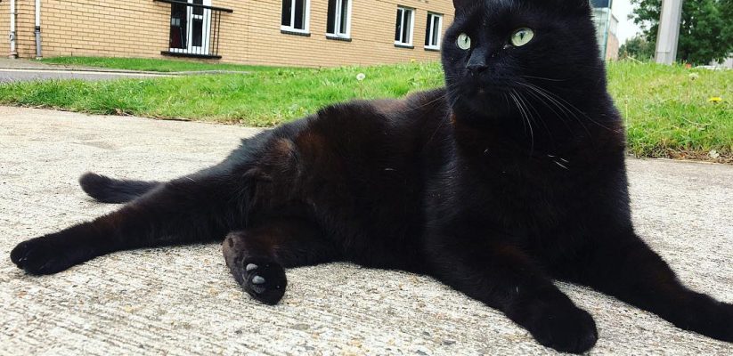 batman the cat international student bloggers