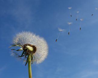dandelion clock image